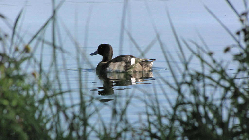 Hotel Le Caballin Vogelgrun Dış mekan fotoğraf
