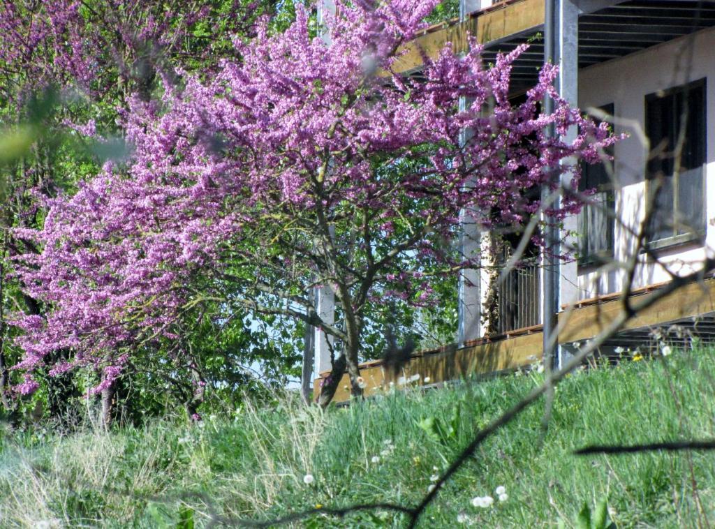 Hotel Le Caballin Vogelgrun Dış mekan fotoğraf